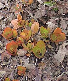 Kalanchoe from Virginia Horowitz 80th Birthday Party