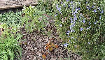 Rosemary, Kalanchoe, Day Lily and Corsican Rose Helleborus